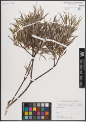 Foto von Salix eleagnos subsp. angustifolia (Cariot) Rech. f.